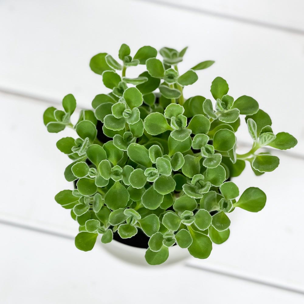 PLANCHU 観葉植物 アロマティカス 3.5号鉢 受け皿付き 育て方説明書付き Plectrant...