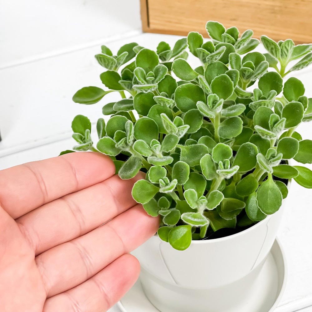 PLANCHU 観葉植物 アロマティカス 3.5号鉢 受け皿付き 育て方説明書付き Plectrant...