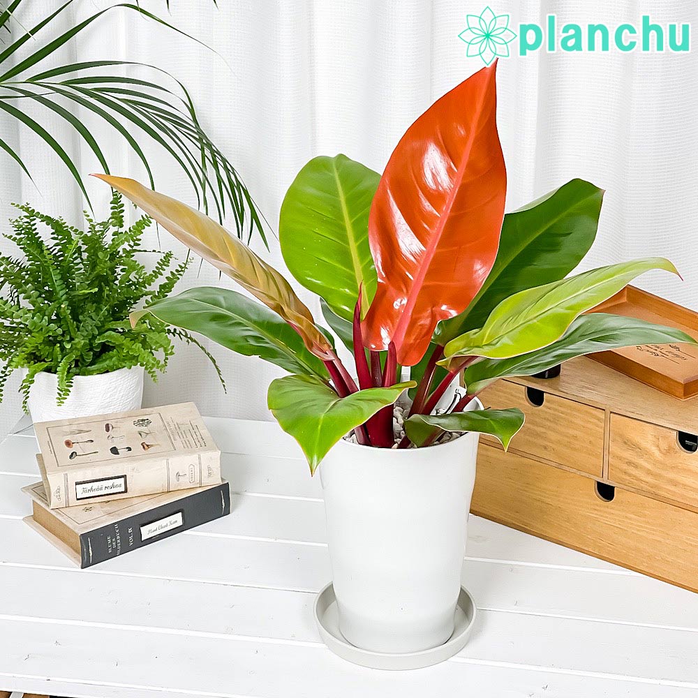 PLANCHU 観葉植物 フィロデンドロン プリンスオブオレンジ 6号鉢 受け皿付き 育て方説明書付き Philodendron ‘Prince Of Orange’ アロイド