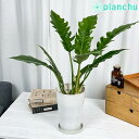 観葉植物 フィロデンドロン ナロー 6号鉢 受け皿付き 育て方説明書付き Philodendron ‘Narrow’ アロイド