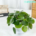 観葉植物 ピレア ペペロミオイデス 5号吊り鉢 育て方説明書付き Pilea peperomioides パンケーキプランツ