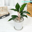 観葉植物 アグラオネマ サファイア 4号鉢 受け皿付き 育て方説明書付き Aglaonema ‘Sapphire’ 幸せを招くタイの宝石 アロイド