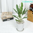 観葉植物 アグラオネマ ゴースト 4号鉢 受け皿付き 育て方説明書付き Aglaonema ‘Ghost’ 幸せを招くタイの宝石 アロイド