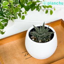 PLANCHU 多肉植物 アロエ ビートル 3号丸鉢 受け皿付き 育て方説明書付き Aloe haworthioides × descoingsii ハオルチオ...