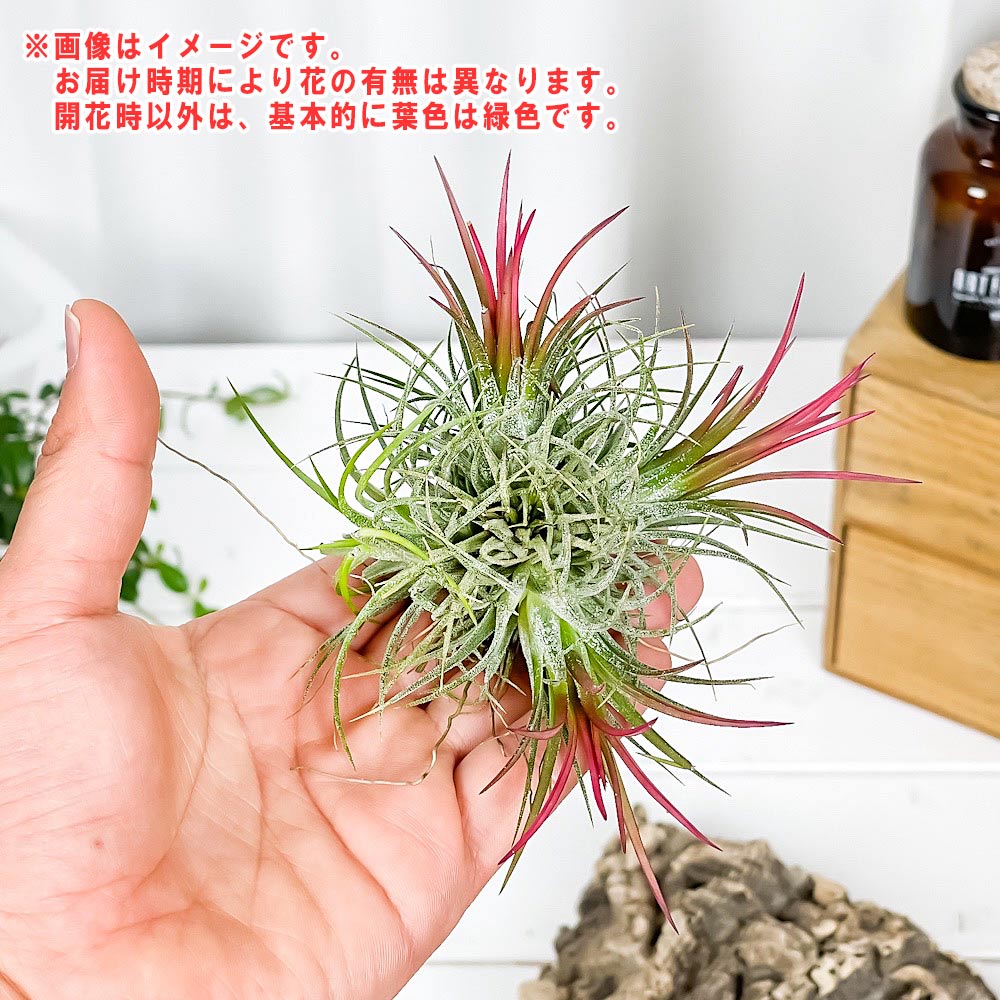 PLANCHU �����ץ��� �ƥ���󥸥� �����ʥ� �ե��� ������ 1�� W8��H8cm���� ������������դ� Tillandsia ionantha ��Fuego�� �������ץ��� ����󥸥� ������
