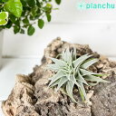 GAvc eBWA GfBVAG O[tH[ 1 ĕt Tillandsia edithae Green form GA[vc `WA