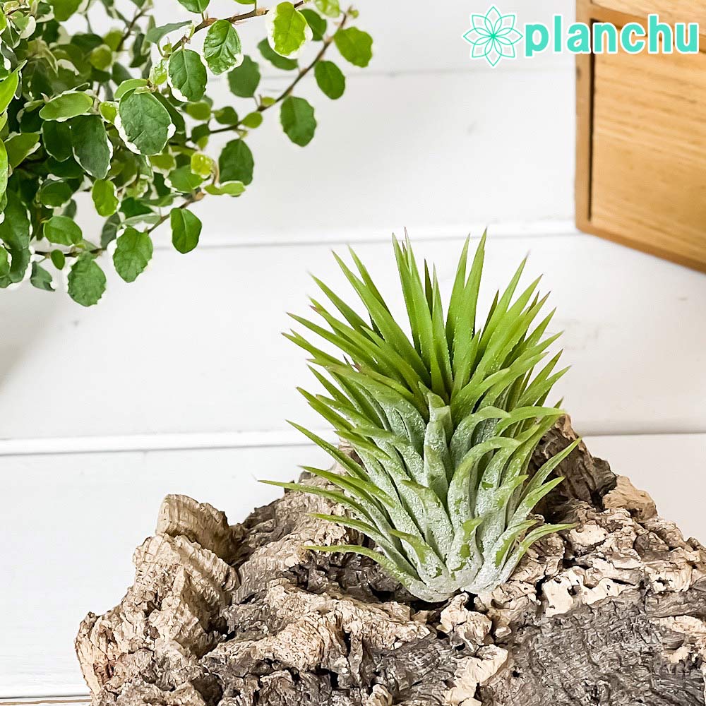 PLANCHUエアプランツティラン...