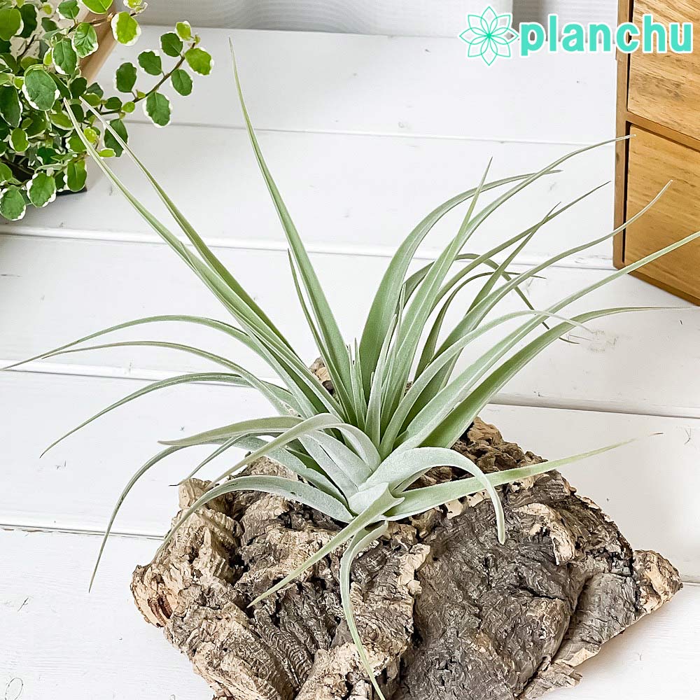 Rakuten - PLANCHU エアプランツ ティランジア ポーリアナ 1株 W20×H16cm前後 育て方説明書付き Tillandsia pohliana エアープランツ チランジア