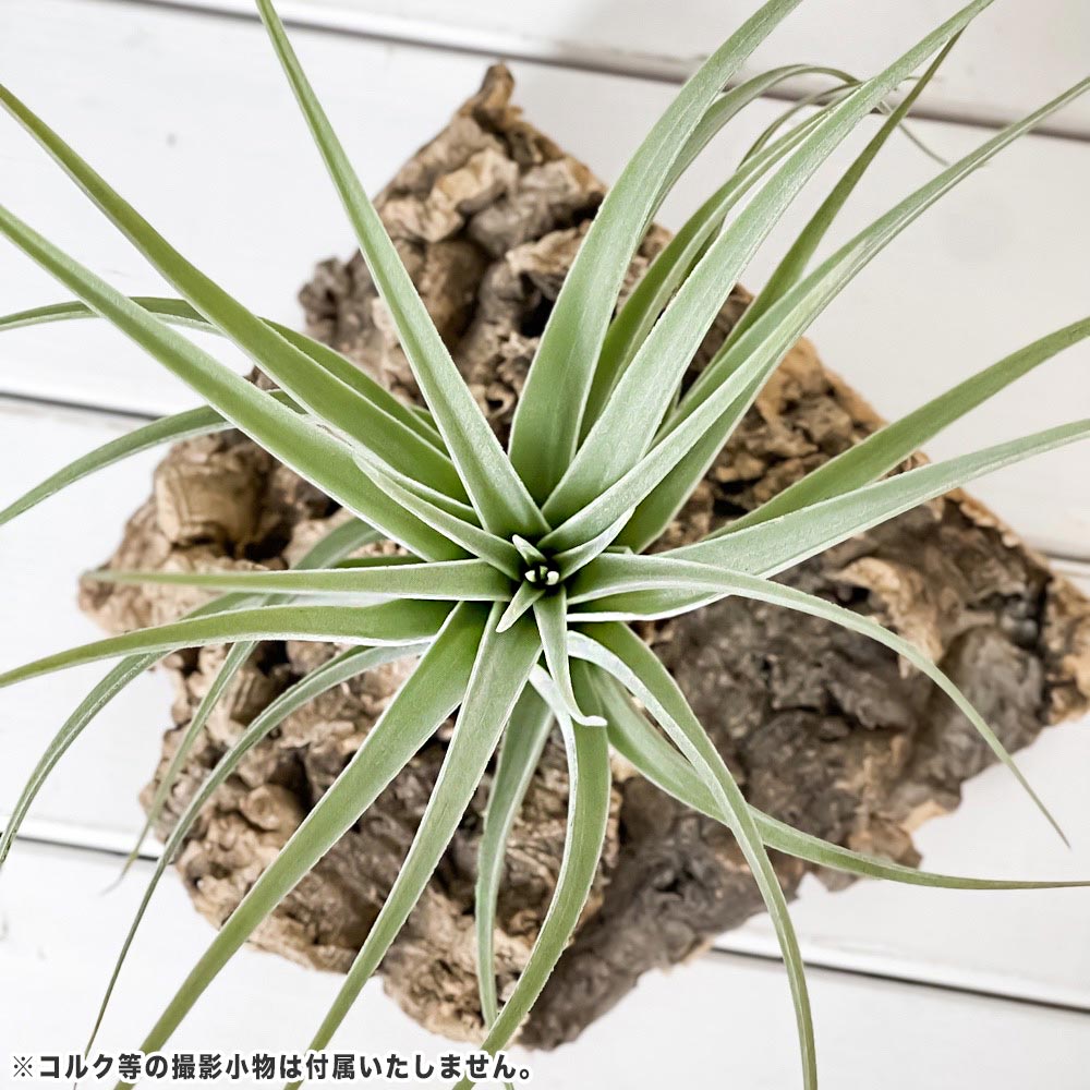 PLANCHU �����ץ��� �ƥ���󥸥� �ݡ��ꥢ�� 1�� W20��H16cm���� ������������դ� Tillandsia pohliana �������ץ��� ����󥸥�