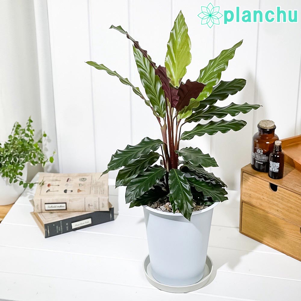 観葉植物 カラテア ルフィバルバ 6号鉢 受け皿付き 育て方説明書付き Calathea rufibarba