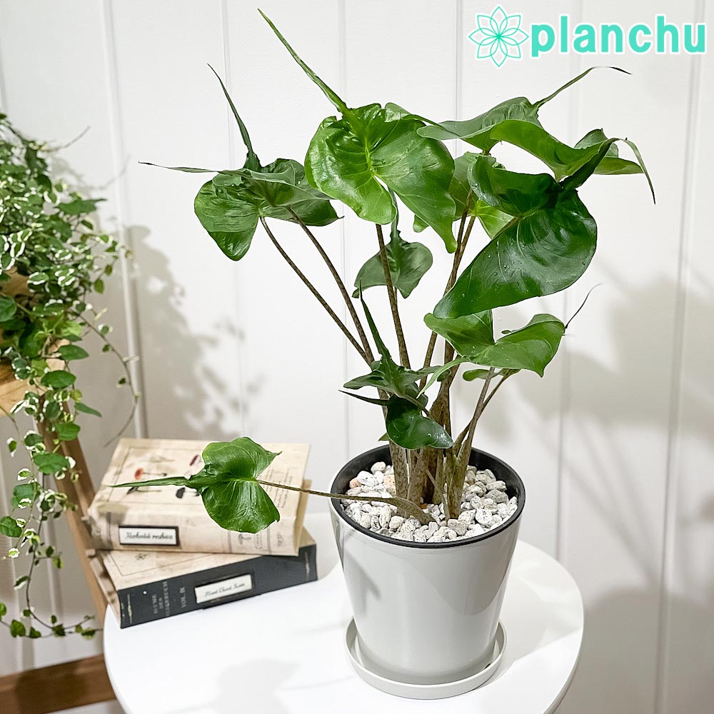 PLANCHU 観葉植物 アロカシア スティングレイ 5号鉢 受け皿付き 育て方説明書付き Alocasia macrorrhiz..