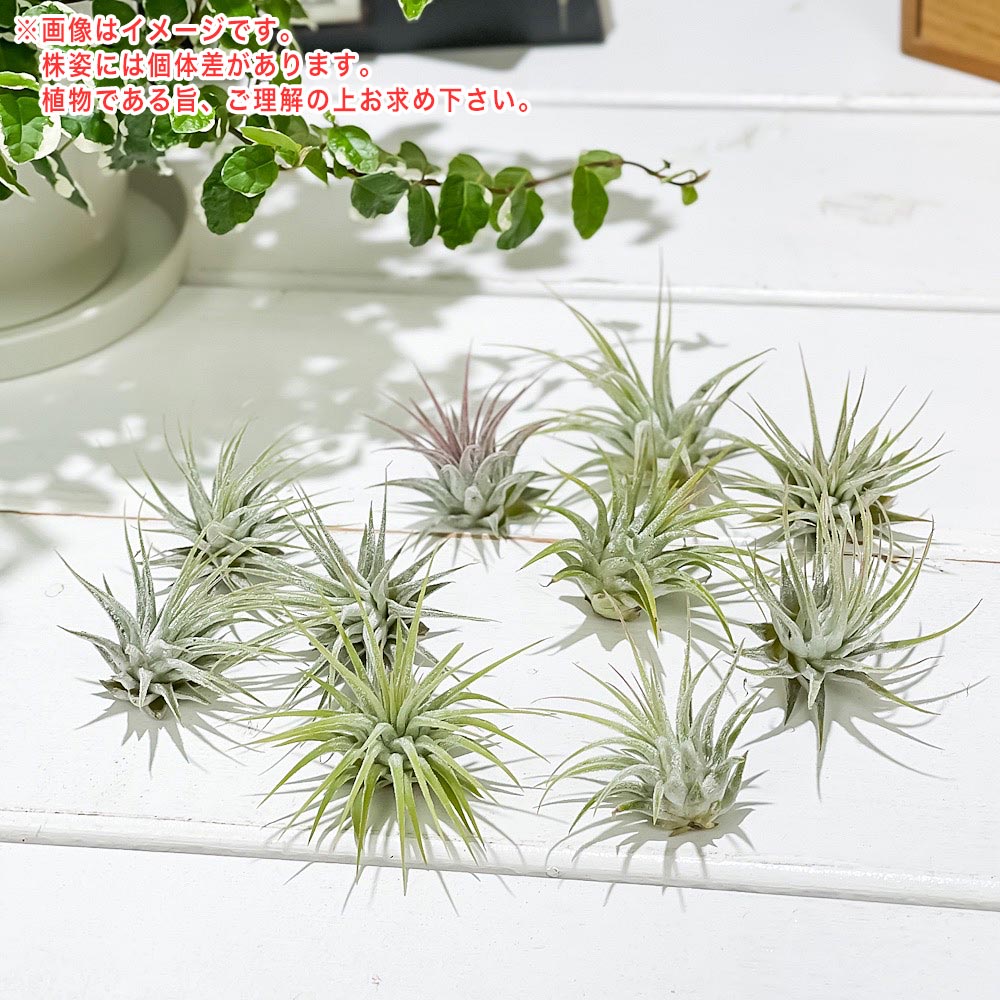 PLANCHU �����ץ��� �ƥ���󥸥� �����ʥ� S������ 1�� W3��H3cm���� ������������դ� Tillandsia ionantha �������ץ��� ����󥸥�