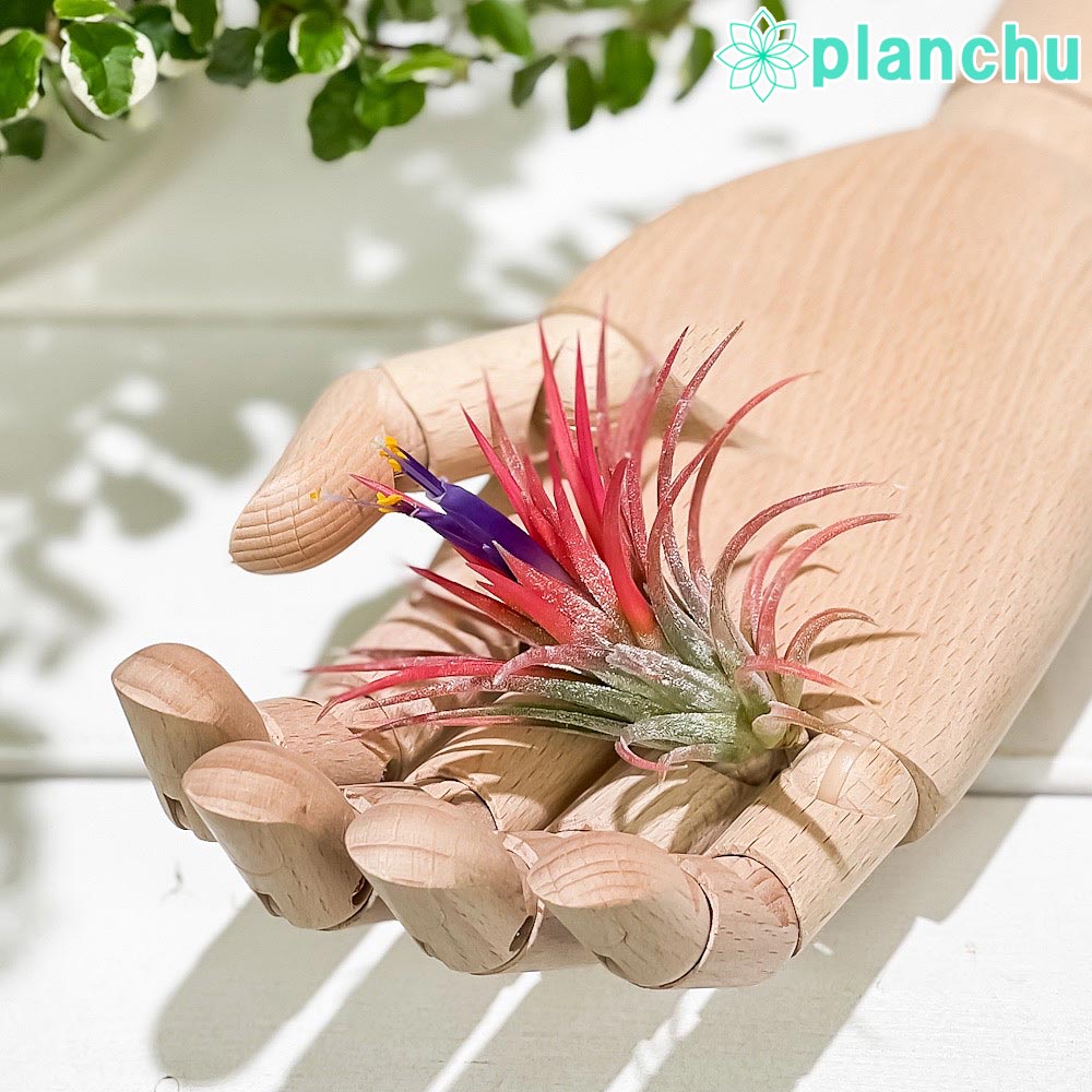 樂天商城 - PLANCHU エアプランツ ティランジア イオナンタ Mサイズ 1株 W5×H5cm前後 育て方説明書付き Tillandsia ionantha エアープランツ チランジア