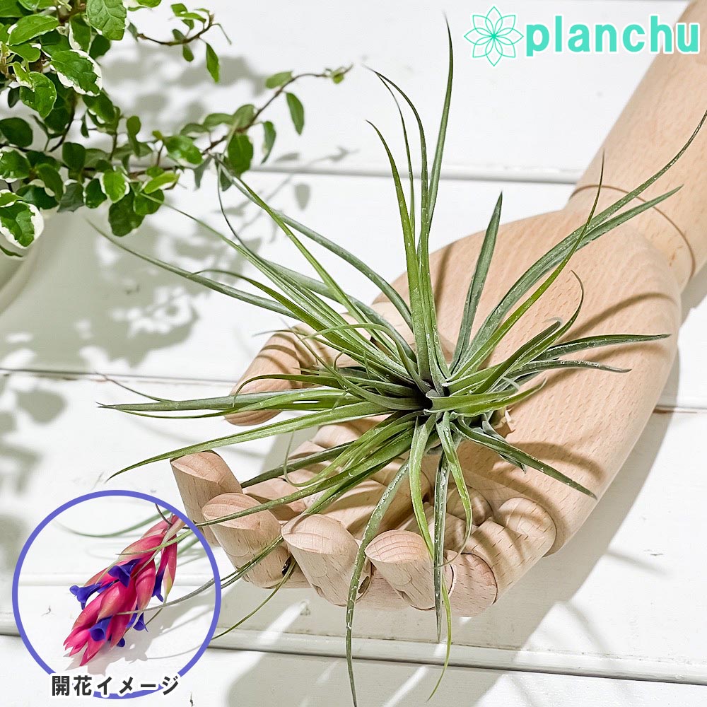 エアプランツ ティランジア ストリクタ マゼンタ 1株 育て方説明書付き Tillandsia stricta ‘Magenta’ エアープランツ チランジア