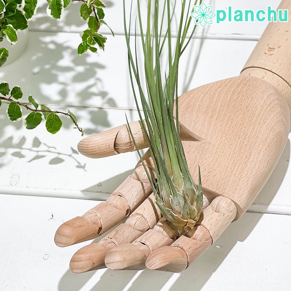 エアプランツ ティランジア ディスティカ 1株 育て方説明書付き Tillandsia disticha エアープランツ チランジア