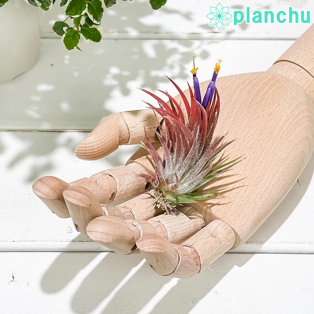 エアプランツ ティランジア イオナンタ エボリューション 1株 育て方説明書付き Tillandsia ionantha cv. エアープランツ チランジア