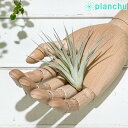 PLANCHU メール便発送 エアプランツ ティランジア コットンキャンディ ピンク Sサイズ 1株 W6×H6cm前後 育て方説明書付き Tillandsia ‘Houston Cotton Candy’ エアープランツ チランジア