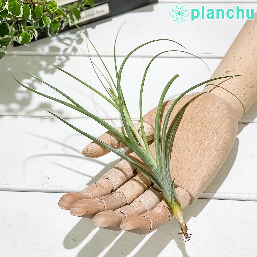 エアプランツ ティランジア イオナンタ × スキディアーナ Mサイズ 1株 育て方説明書付き Tillandsia ionantha × schiedeana エアープランツ チランジア