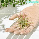 GAvc eBWA CIi^ s[`[sN 1 ĕt Tillandsia ionantha cv. GA[vc `WA