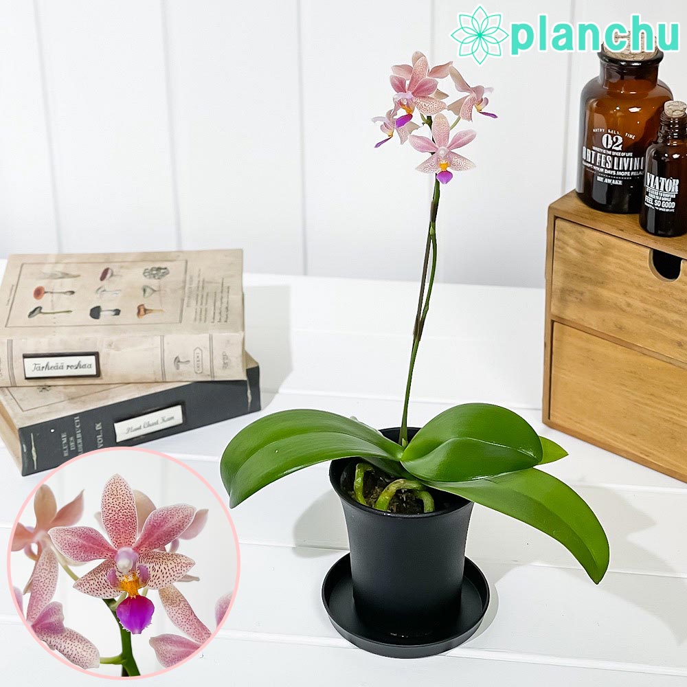 洋ラン ファレノプシス アプリコットグロー 3号鉢 受け皿付き 育て方説明書付き Phalaenopsis ‘Apricot Glow’ 胡蝶蘭 コチョウラン