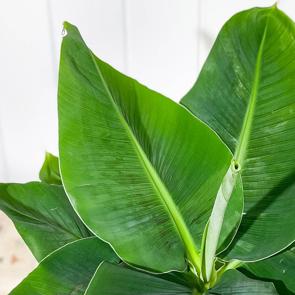 PLANCHU Ǯ�Ӳ̼� �ॵ ���󥸥㥯�Хʥ� 6��ȭ �������դ� ������������դ� Musa acuminata ��Dwarf Cavendish�� ���󥸥㥯�Хʥ� �Хʥʤ��� �� ���տ�ʪ