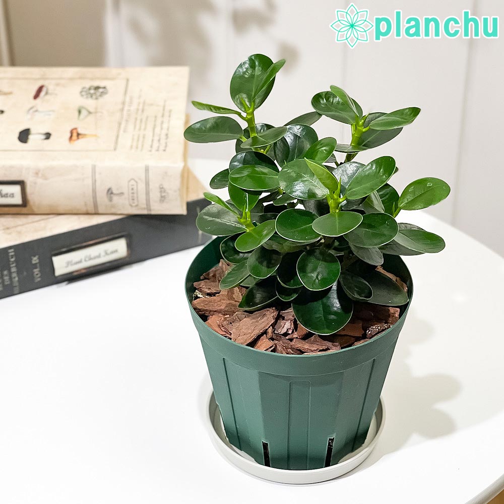 楽天市場】観葉植物 大型 パンダガジュマルの通販 楽天市場】観葉植物 大型 パンダガジュマルの通販