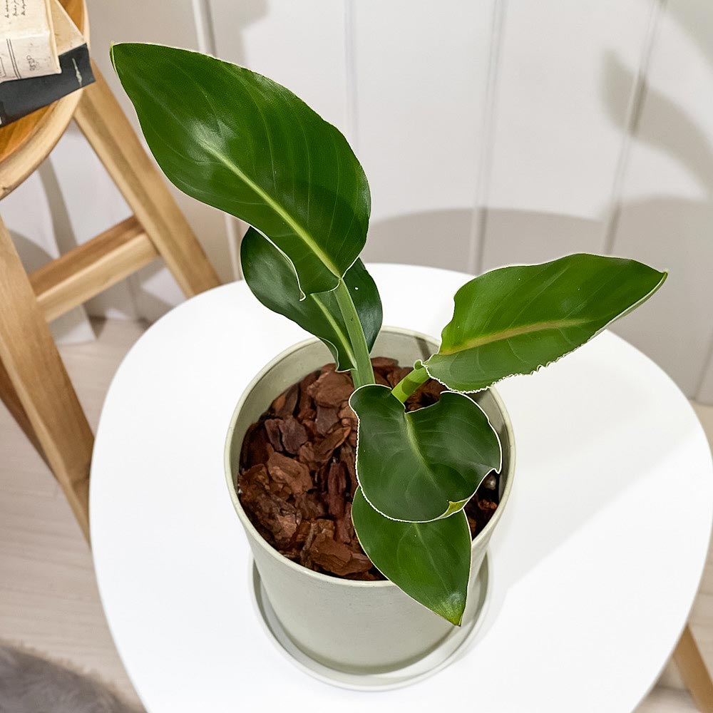 PLANCHU ���տ�ʪ ���ȥ����� �쥮�� 6��ȭ �������դ� ������������դ� Strelitzia reginae �˳�Ļ��