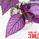 PLANCHU 観葉植物 ストロビランテス ダイエリアヌス 4号鉢 3鉢セット 受け皿付き 育て方説明書付き Strobiranthes dyerianus ダ...