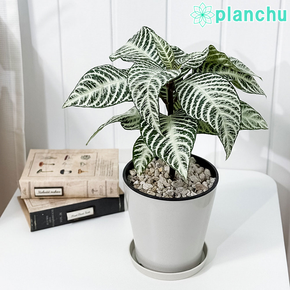 PLANCHU 観葉植物 アフェランドラ シルバークラウド 5号鉢 受け皿付き 育て方説明書付き Aphelandra squarrosa ‘Silver Cloud’