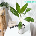 PLANCHU 観葉植物 アグラオネマ スノーホワイト 5号鉢 受け皿付き 育て方説明書付き Aglaonema commutatum ‘Snow White’...