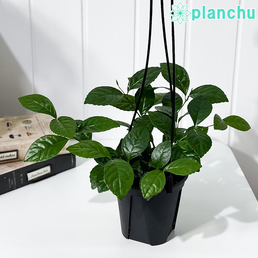 PLANCHU 観葉植物 チャラン 4号吊り鉢 育て方説明書付き Chloranthus spicatus