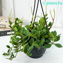 PLANCHU 観葉植物 ペペロミア フェアリー 5号吊り鉢 育て方説明書付き Peperomia ‘Fairy’
