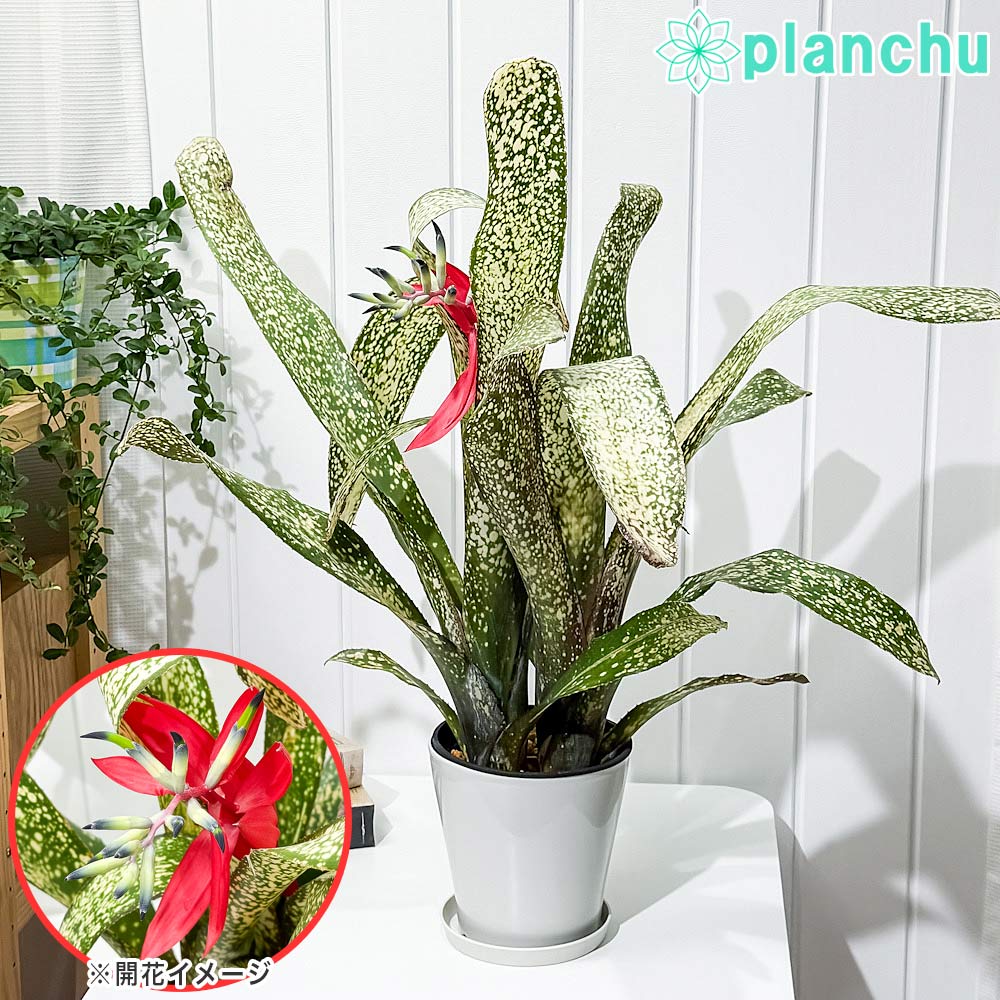 PLANCHU 観葉植物 ビルベルギア サルサ 5号鉢 受け皿付き 育て方説明書付き Billbergia ‘Salsa’ ブロメ..
