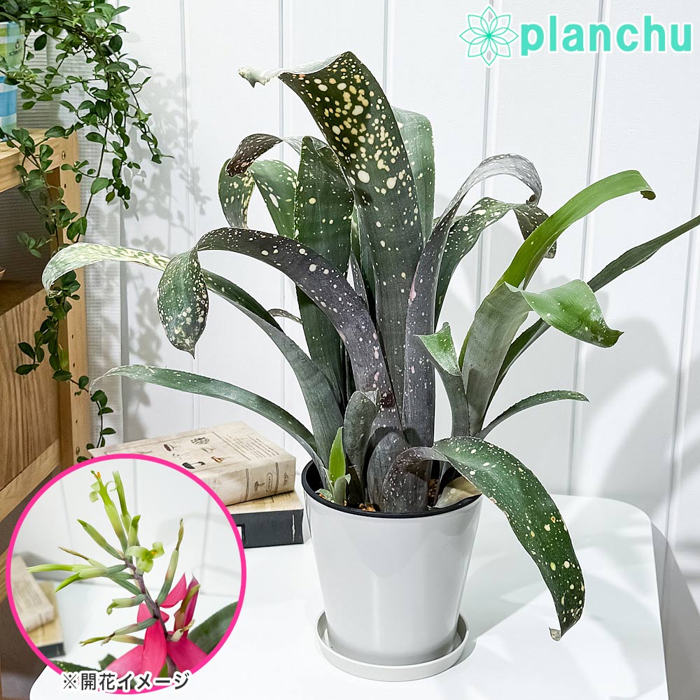 樂天商城 - PLANCHU 観葉植物 ビルベルギア ピンクパッチーズ 5号鉢 受け皿付き 育て方説明書付き Billbergia ‘Pink Patches’ ブロメリア