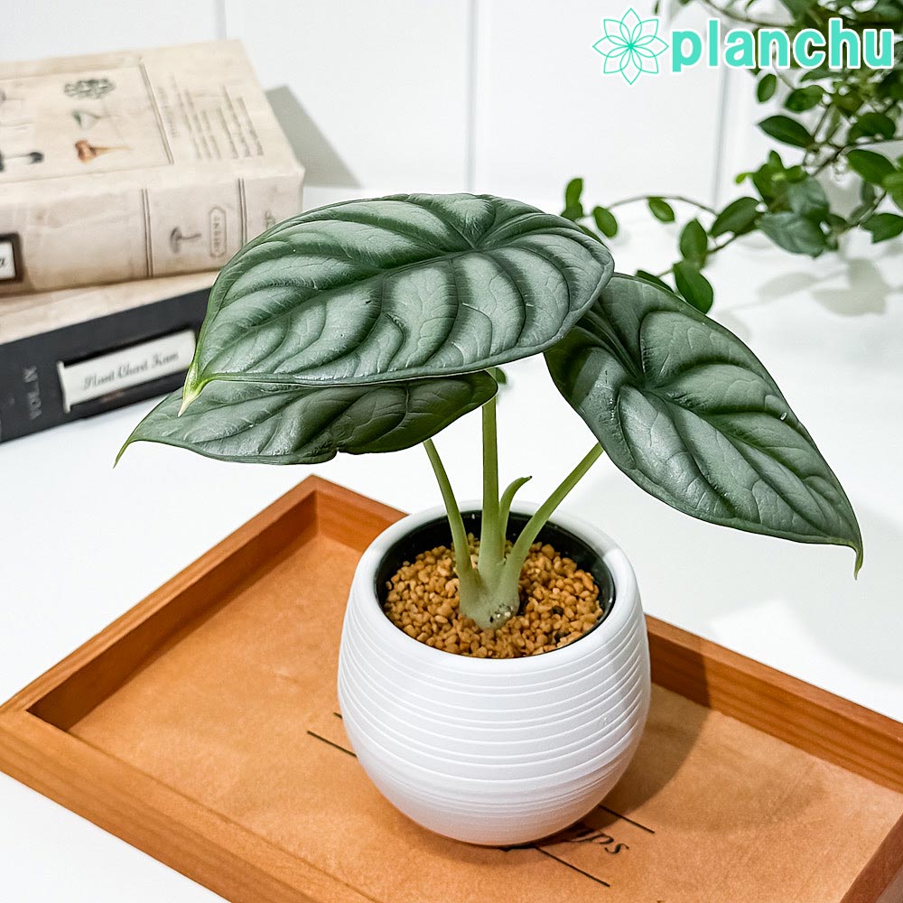 PLANCHU 観葉植物 アロカシア シルバードラゴン 3号丸鉢 受け皿付き 育て方説明書付き Alocasia ‘Silver Dragon’ アロイド...