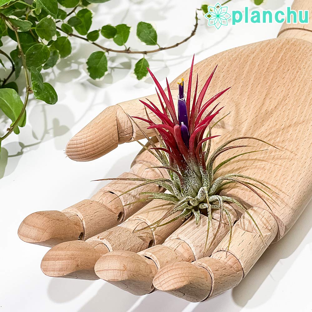 楽天市場】tillandsia ionantha(観葉植物|花・観葉植物):花 楽天市場】tillandsia ionantha(観葉植物|花・観葉植物):花