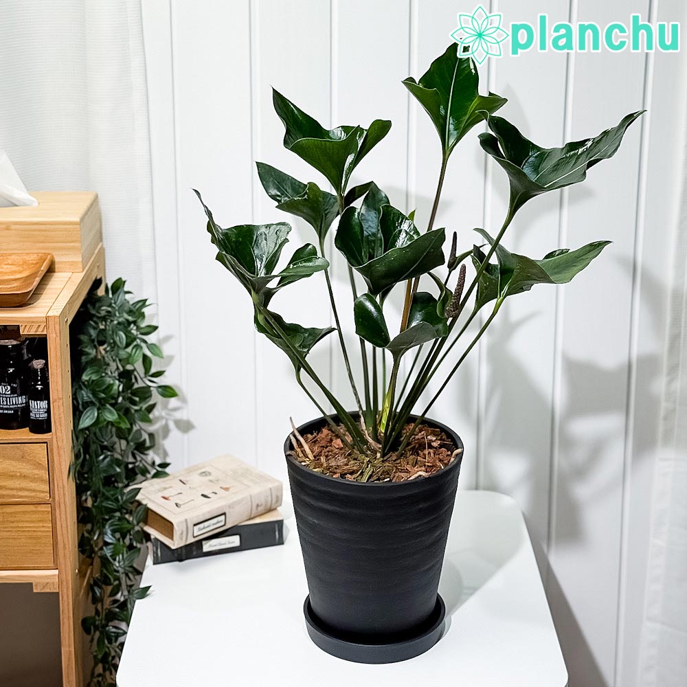 PLANCHU観葉植物アンスリウム...