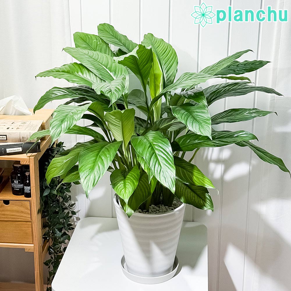 PLANCHU 観葉植物 スパティフィラム いせ姫 8号鉢 受け皿付き 育て方説明書付き PVP Spathiphyllum ‘Is..