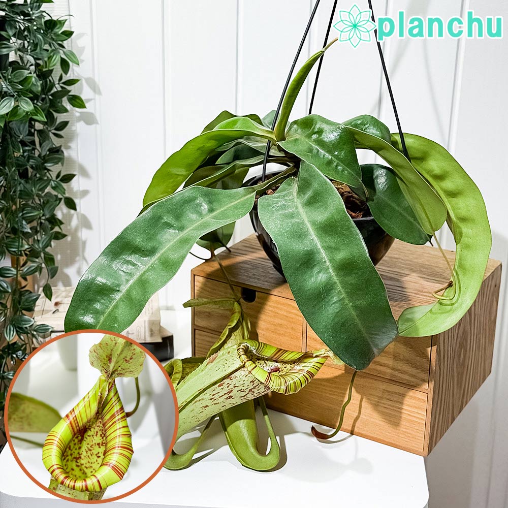 楽天市場】ネペンテス ダイエリアナの通販