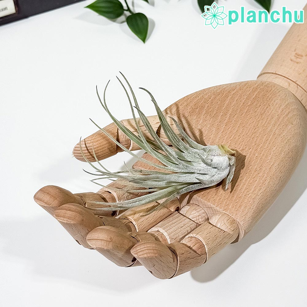 PLANCHUエアプランツティラン...