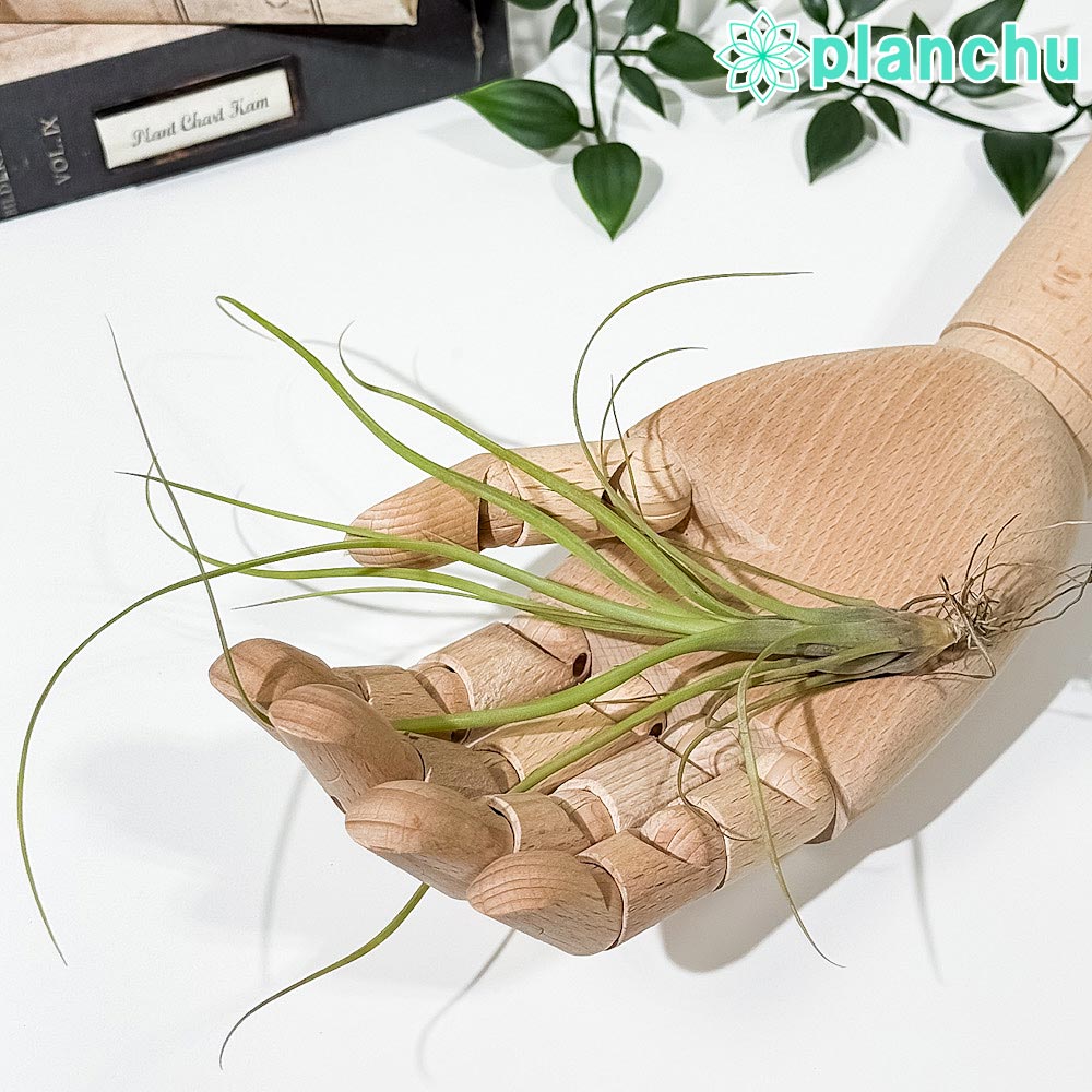 【商品サイズ（約）】 株サイズ：幅10×高さ15cm前後 【科・属名】 パイナップル科ティランジア属 【学名】 Tillandsia balbisiana 【どんな植物？】 アメリカ大陸に600種以上の原種が存在するブロメリア（パイナップル...