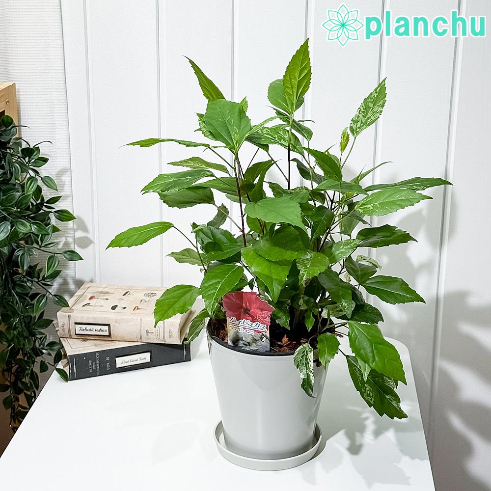PLANCHU 熱帯花木 ハイビスカス ホワイトロコ 5号鉢 受け皿付き 育て方説明書付き PVP Hibiscus cv. 斑..