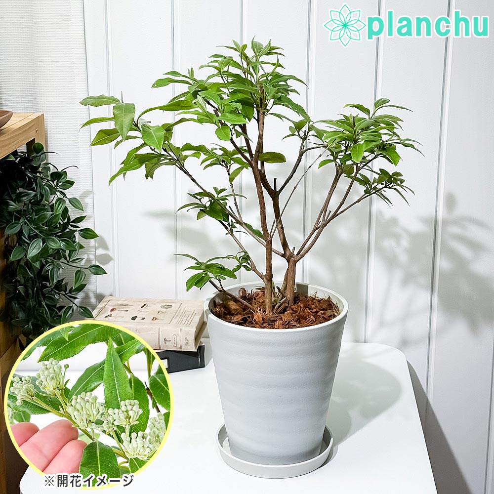 PLANCHU 花木 レモンマートル 6号鉢 受け皿付き 育て方説明書付き Backhousia citriodora オージープラ..