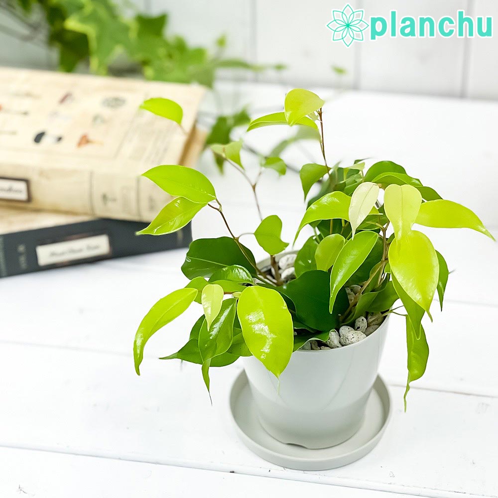 PLANCHU 観葉植物 フィカス ベンジャミン エスタ 3.5号鉢 受け皿付き 育て方説明書付き Ficus benjamina ‘Esta’ 幸運を呼ぶ木 ゴムノキ