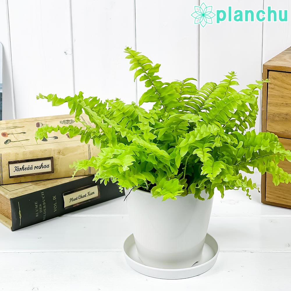 PLANCHU 観葉植物 ネフロレピス ツデー 3.5号鉢 受け皿付き 育て方説明書付き Nephrolepis exaltata ‘Teddy Junior’ ボストンファーン ボストンファン シダ植物