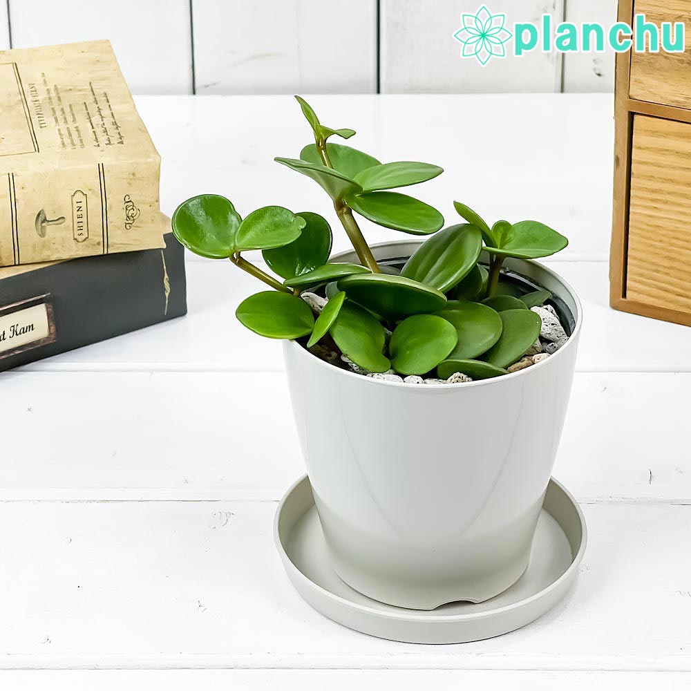PLANCHU観葉植物ペペロミアホ...