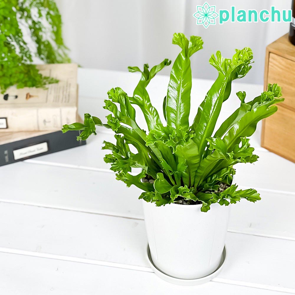 PLANCHU 観葉植物 アスプレニウム レズリー 4号鉢 受け皿付き 育て方説明書付き Asplenium nidus ‘Leslie’ シマオオタニワタリ シダ植物