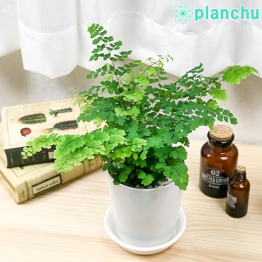 PLANCHU 観葉植物 アジアンタム フリッツルーシー 4号鉢 受け皿付き 育て方説明書付き Adiantum raddianum ‘Fritz Luthi’ シダ植物