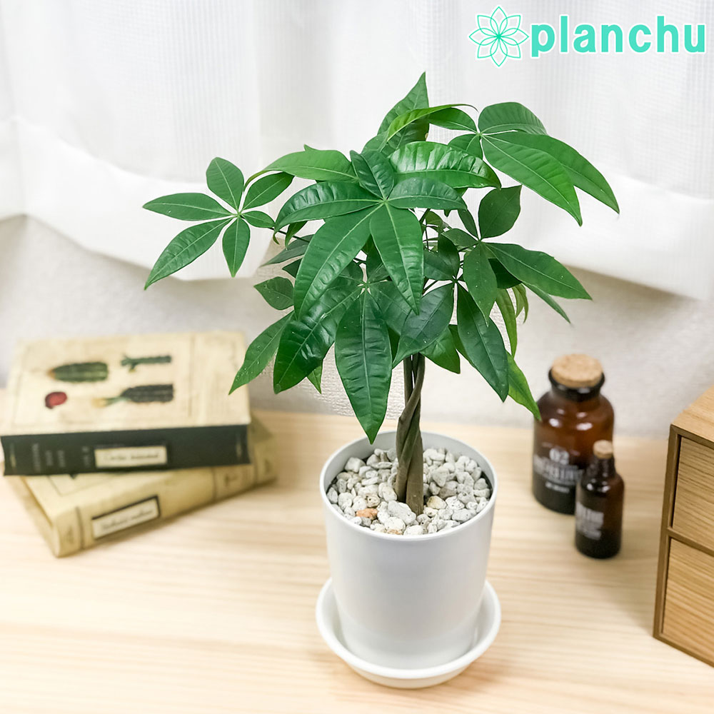PLANCHU 観葉植物 パキラ ネジリ 実生株 4号鉢 受け皿付き 育て方説明書付き Pachira glabra 発財樹