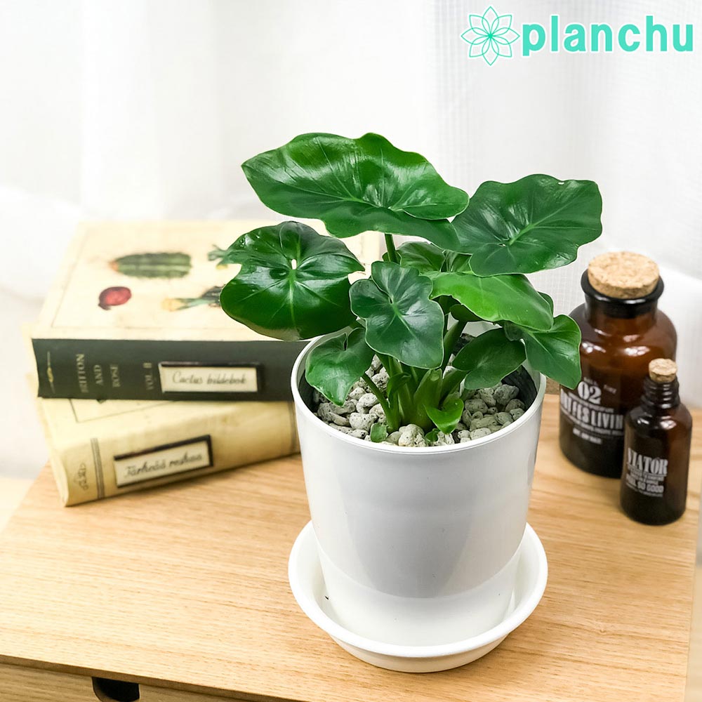 PLANCHU 観葉植物 フィロデンドロン セローム スーパーアトム 4号鉢 受け皿付き 育て方説明書付き Philodendron selloum ‘Super Atom’ アロイド
